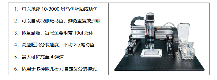 杭州斑马鱼